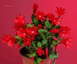 Scorpius Easter Cactus 4-24-24