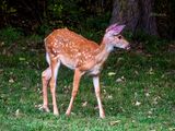 Fawn  9-02-24