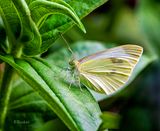 Small Cabbage White Butterfly