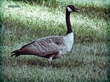 Is There a New Pandemic on the Horizon? 9-27-24