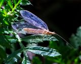 Lace Wing 10-06-24