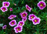 Summer Flowers Outdoor 10-11-24