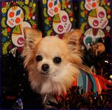 Da de los Muertos 11-02-24