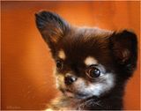 Her name is Tara  11-27-24