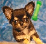 9 Weeks 1 Day Old 11-20-24