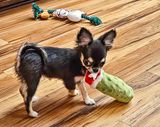 Well Chewed On 12-30-24