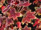 Red Leafed Scented Geranium 1-17-25