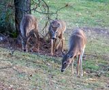One Family 1-31-25