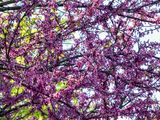 Redbud 4-15-25