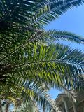 Beautiful Palm