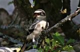 The fledglings not Happy!