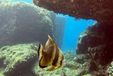 RajaAmpat Nov22 8755.jpg