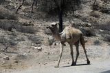 Eritrea Mar23 0695.jpg