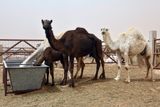 KSA Apr23 0074.jpg