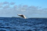 VAV Whales  009.jpg