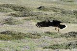 Falklands Nov24 081.jpg