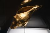 Gold plated sea snail shell - Calima Region, Yotoco Period 200BC-1300AD