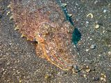 Lembeh Jun25 015.jpg