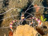 Lembeh Jun25 028.jpg