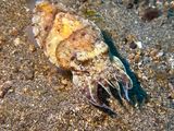 Lembeh Jun25 041.jpg