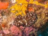 Lembeh Jun25 051.jpg