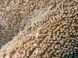Lembeh Jun25 063.jpg