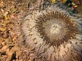 Lembeh Jun25 085.jpg
