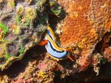 Lembeh Jun25 087.jpg