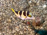 Lembeh Jun25 101.jpg