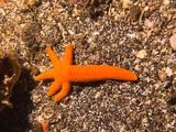 Lembeh Jun25 104.jpg