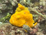 Lembeh Jun25 145.jpg
