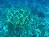 Bunaken Jun25 007.jpg