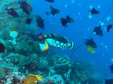 Bunaken Jun25 115.jpg