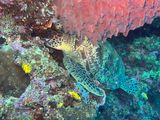 Bunaken Jun25 134.jpg