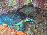 Bunaken Jun25 142.jpg