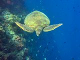 Bunaken Jun25 152.jpg