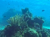 Bunaken Jun25 164.jpg