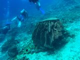 Bunaken Jun25 177.jpg