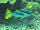 Bunaken Jun25 200.jpg