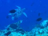Bunaken Jun25 262.jpg