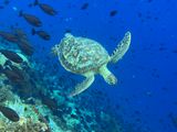 Bunaken Jun25 264.jpg