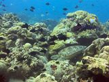 Bunaken Jun25 265.jpg