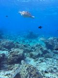 Bunaken Jun25 267.jpg