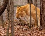 _MG_9391oz 8x10 copy.jpg