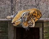 _MG_7785a 8x10ind.jpg