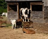 _MG_8207 8x10bo.jpg