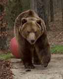 _MG_5972a 8x10yo.jpg