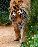 _MG_0038 8x10tork.jpg