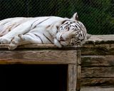 _MG_0057 8x10gbem.jpg