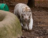 _MG_1043 8x10kar copy.jpg